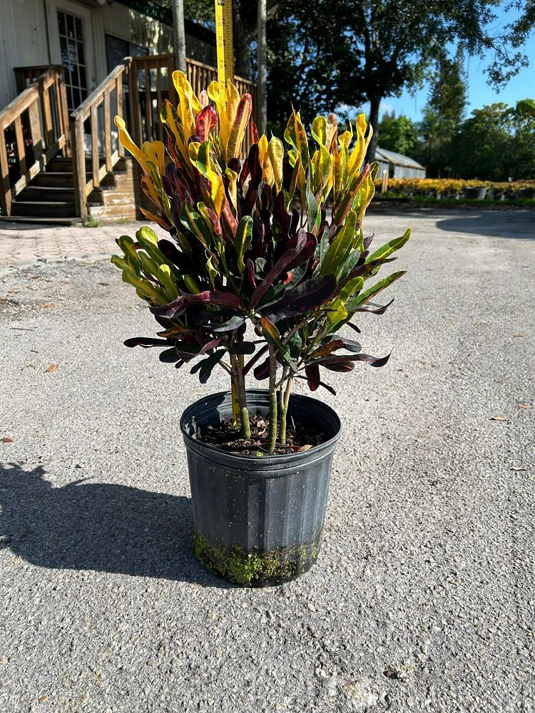codiaeum-variegatum-mammey-croton