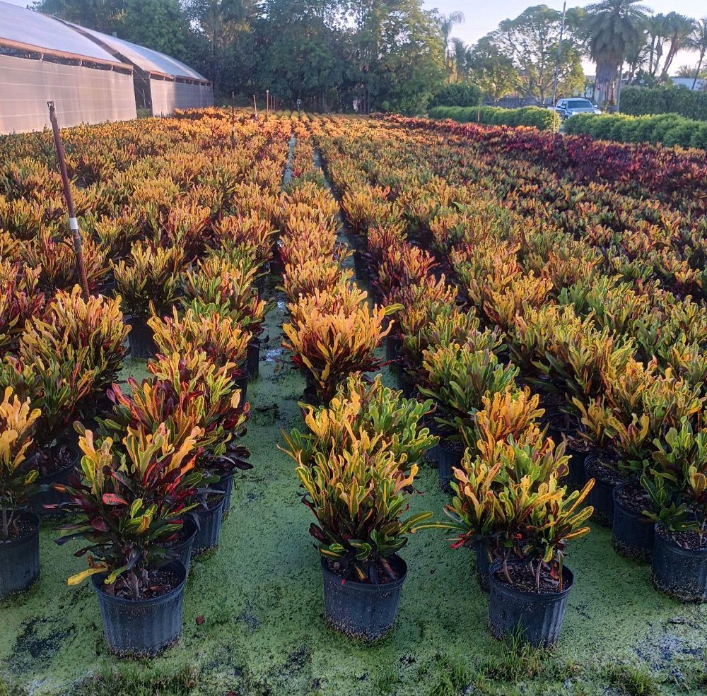 codiaeum-variegatum-mammey-croton