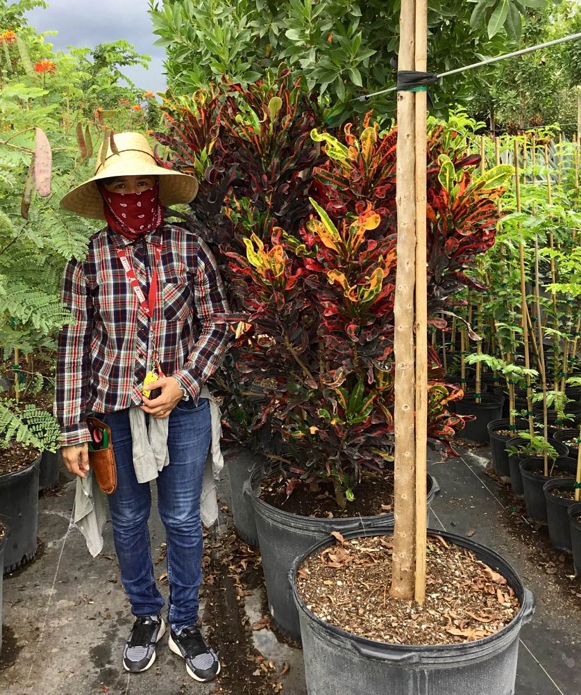 codiaeum-variegatum-mammey-croton