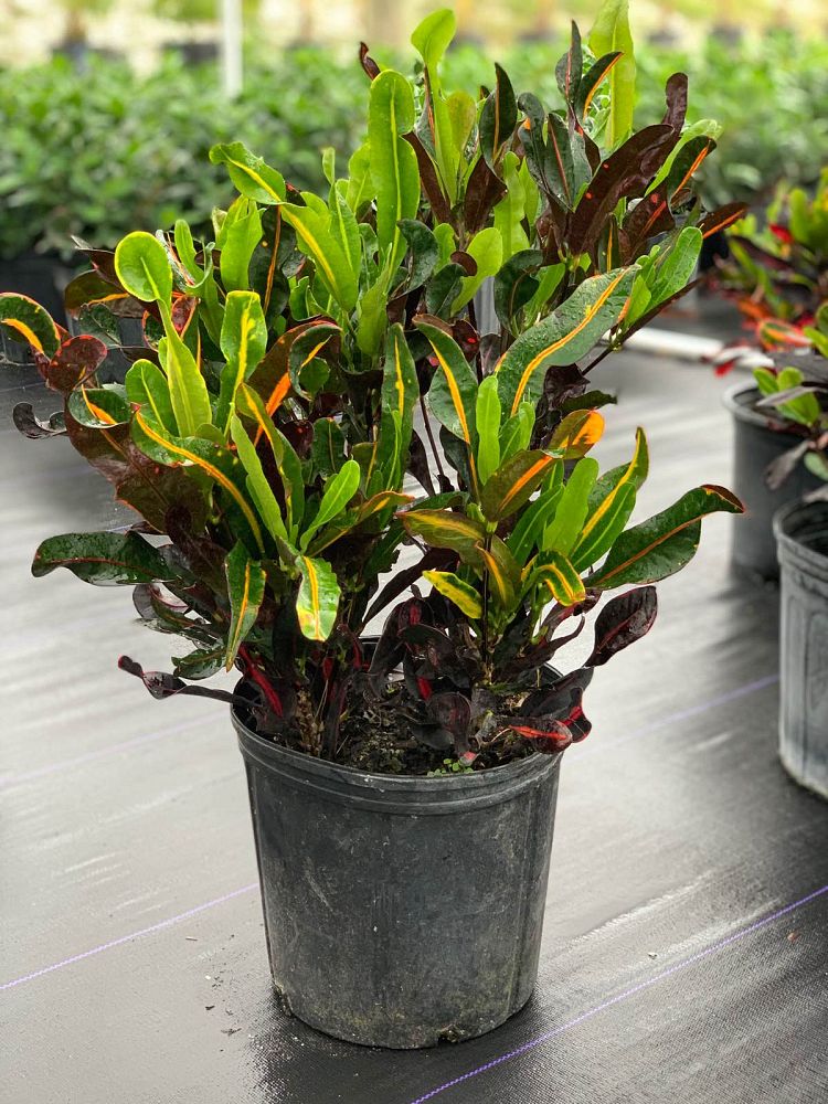 codiaeum-variegatum-mammey-croton