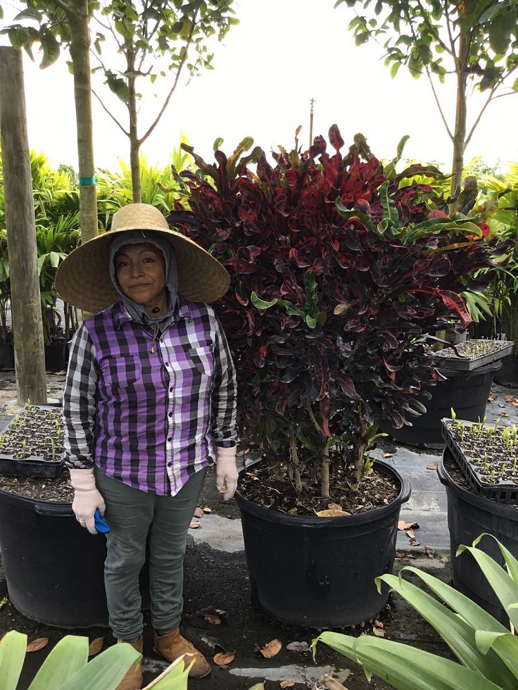 codiaeum-variegatum-mammey-croton