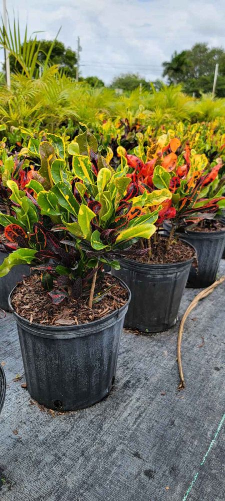 codiaeum-variegatum-mammey-croton