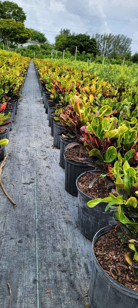 codiaeum-variegatum-mammey-croton