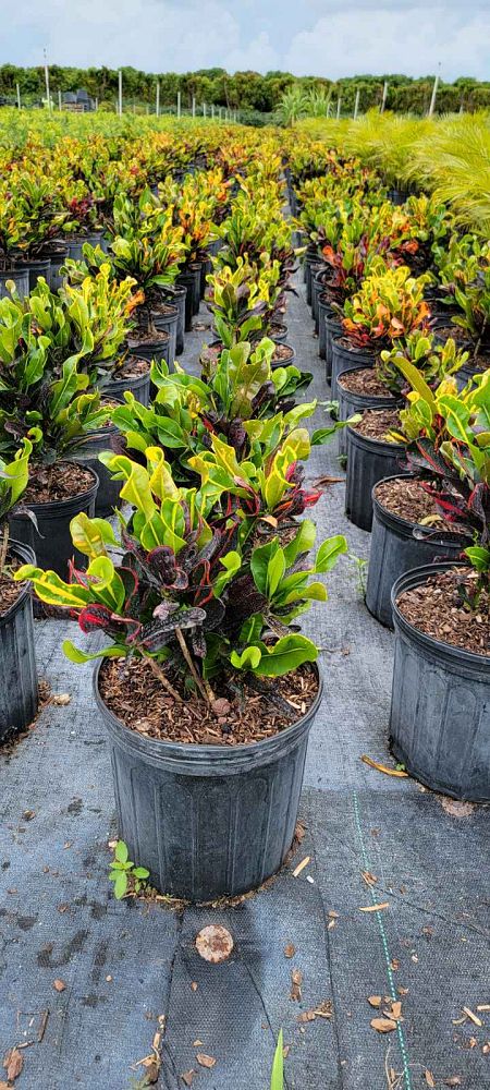 codiaeum-variegatum-mammey-croton