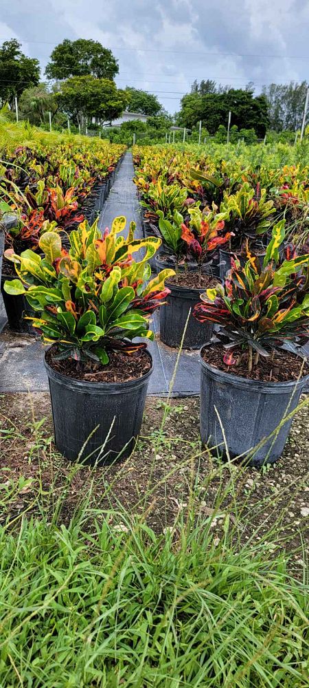 codiaeum-variegatum-mammey-croton