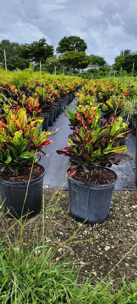 codiaeum-variegatum-mammey-croton