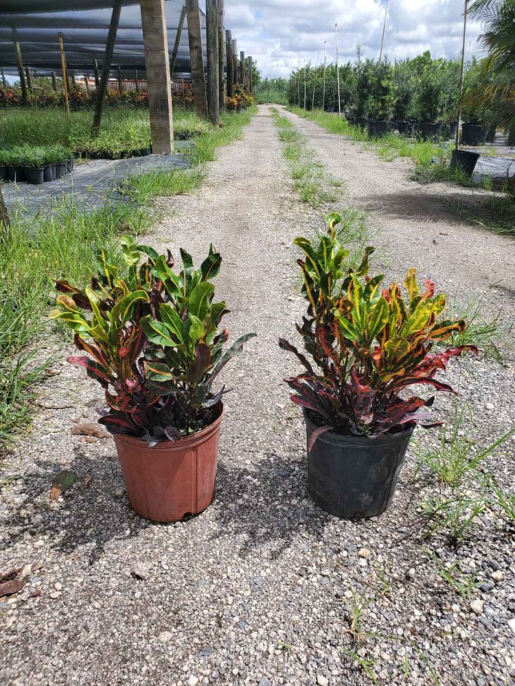 codiaeum-variegatum-mammey-croton