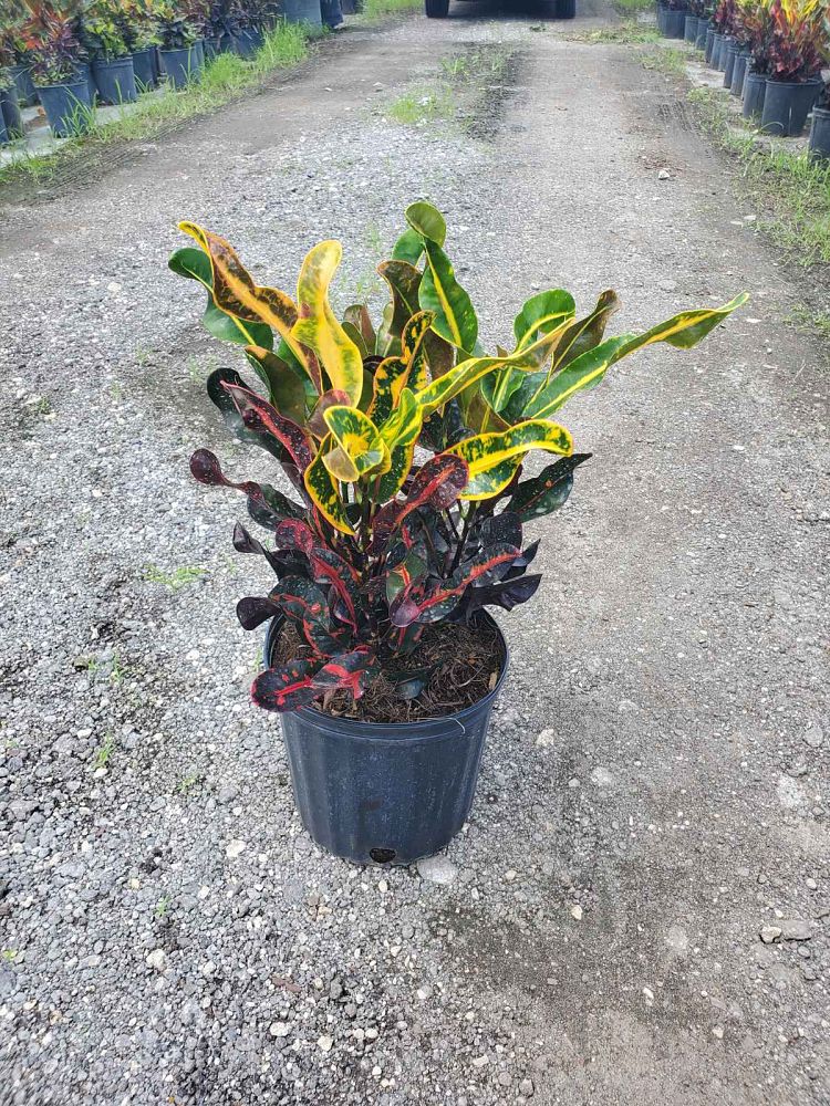 codiaeum-variegatum-mammey-croton