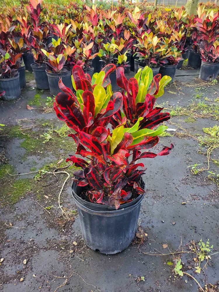 codiaeum-variegatum-mammey-croton