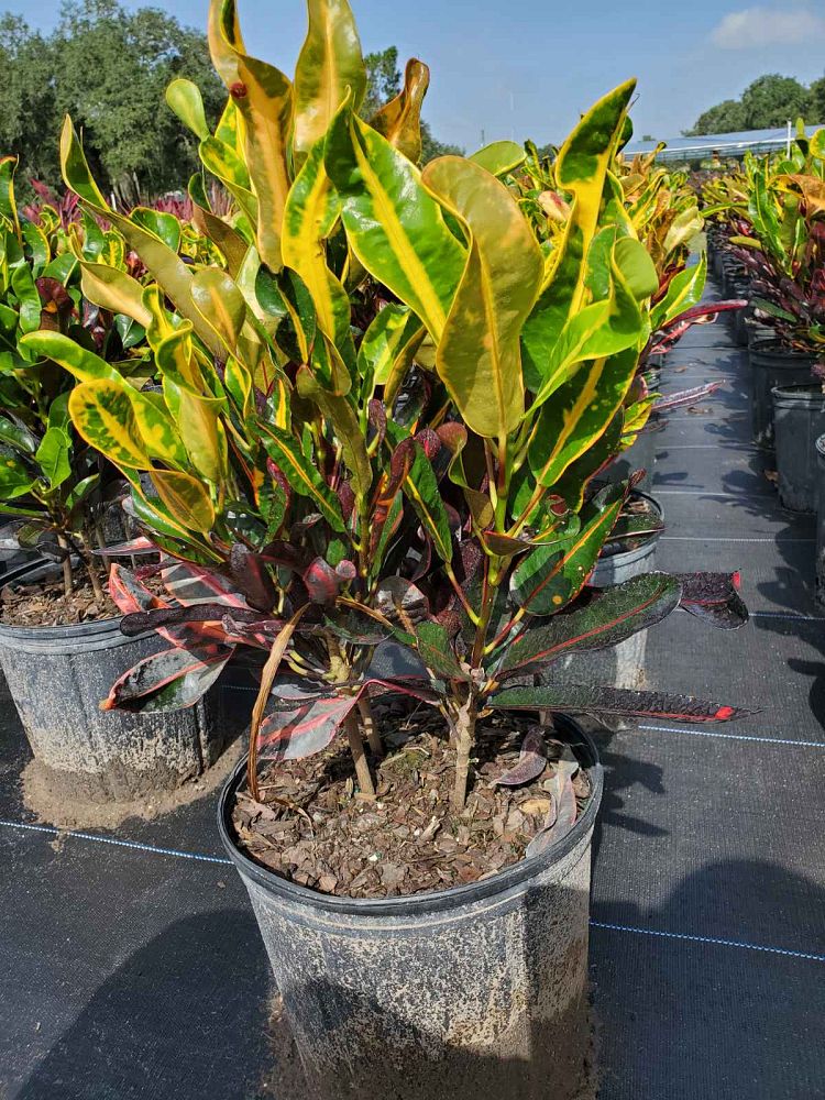 codiaeum-variegatum-mammey-croton