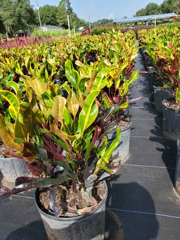 codiaeum-variegatum-mammey-croton