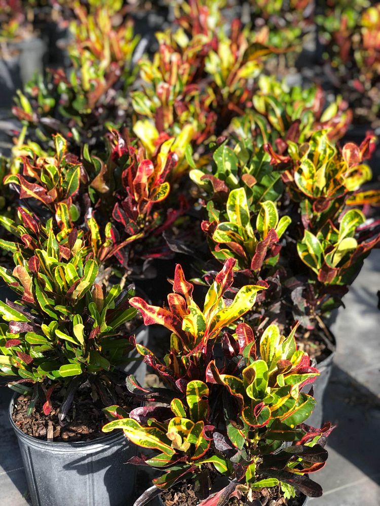 codiaeum-variegatum-mammey-croton