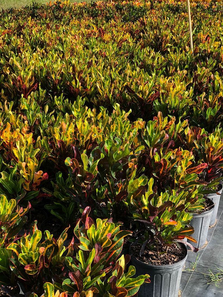 codiaeum-variegatum-mammey-croton