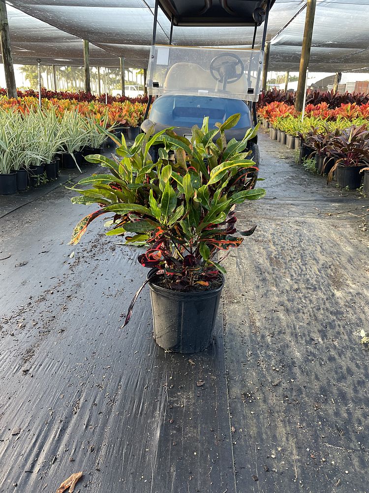 codiaeum-variegatum-mammey-croton