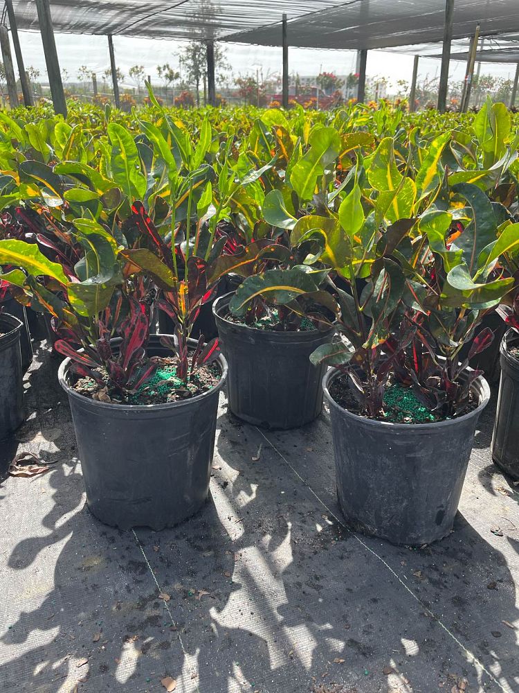 codiaeum-variegatum-mammey-croton