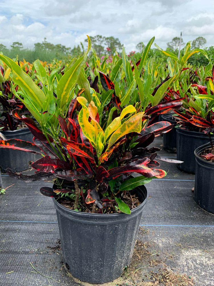codiaeum-variegatum-mammey-croton