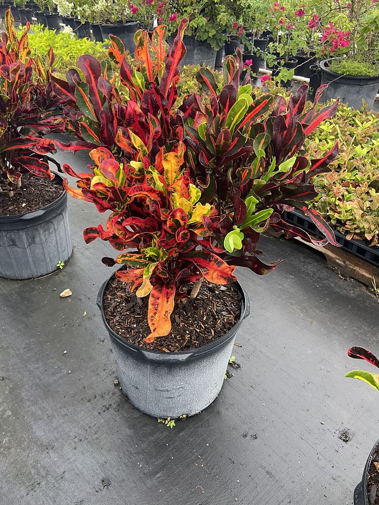 codiaeum-variegatum-mammey-croton