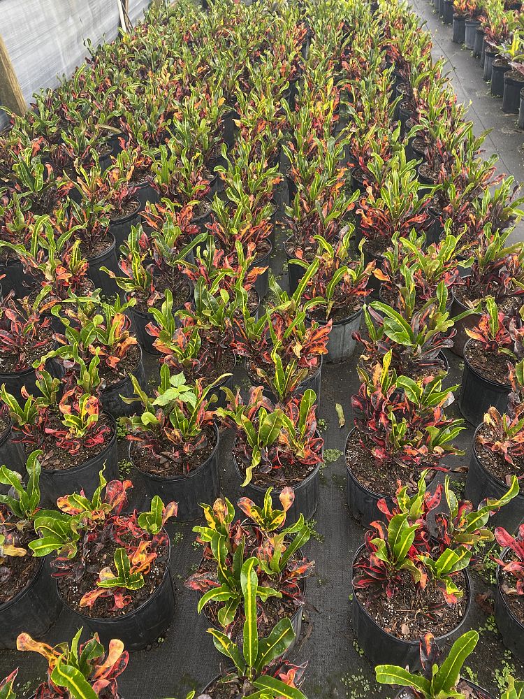 codiaeum-variegatum-mammey-croton