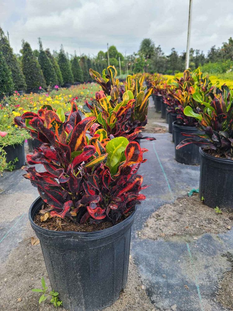 codiaeum-variegatum-mammey-croton