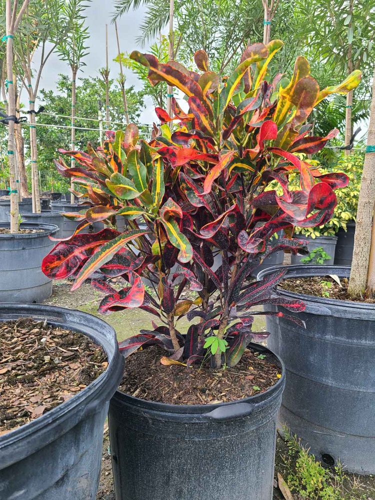 codiaeum-variegatum-mammey-croton