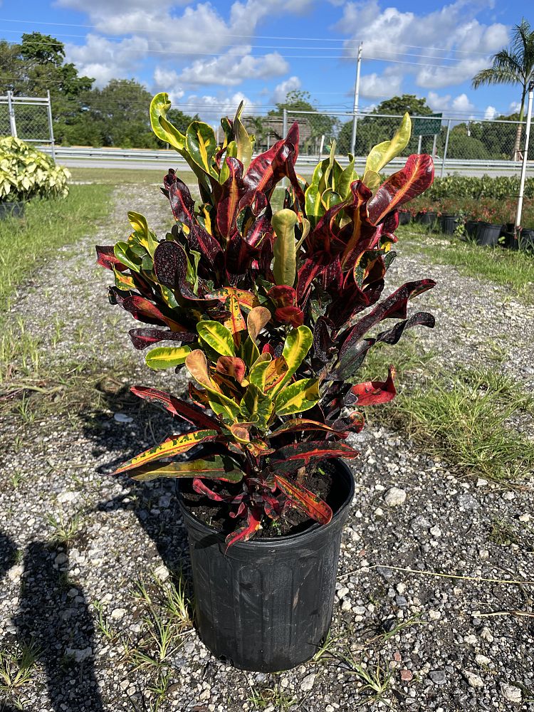 codiaeum-variegatum-mammey-croton