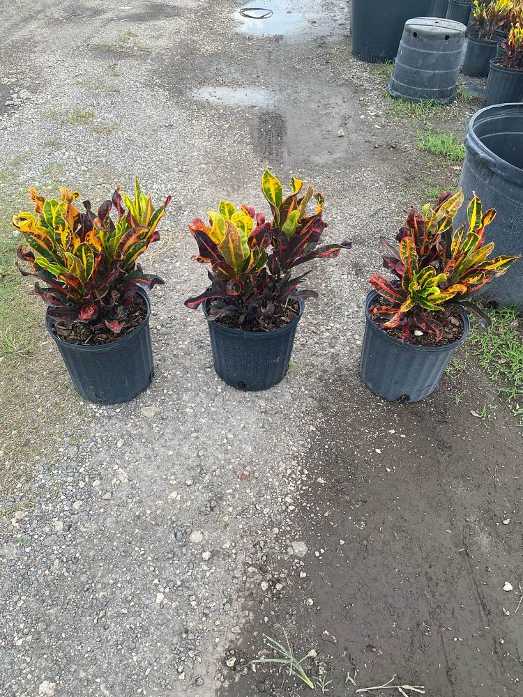 codiaeum-variegatum-mammey-croton