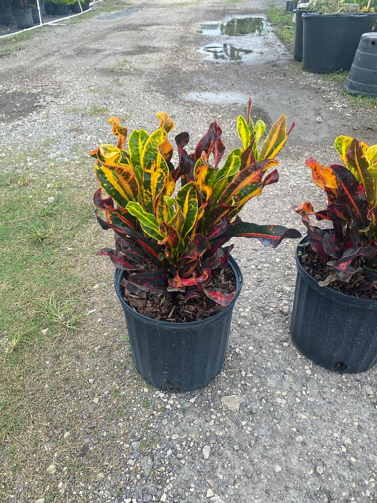 codiaeum-variegatum-mammey-croton