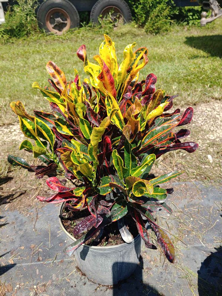 codiaeum-variegatum-mammey-croton