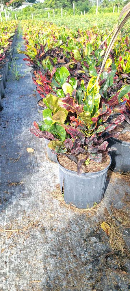 codiaeum-variegatum-mammey-croton