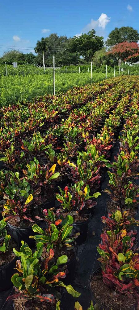 codiaeum-variegatum-mammey-croton