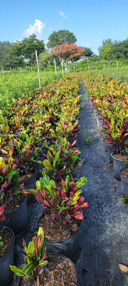 codiaeum-variegatum-mammey-croton