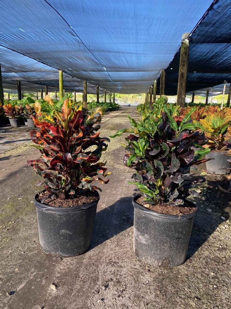 codiaeum-variegatum-mammey-croton