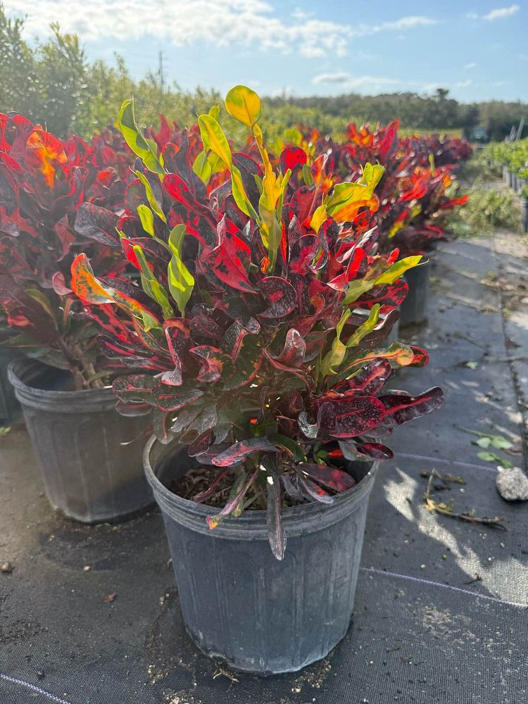 codiaeum-variegatum-mammey-croton