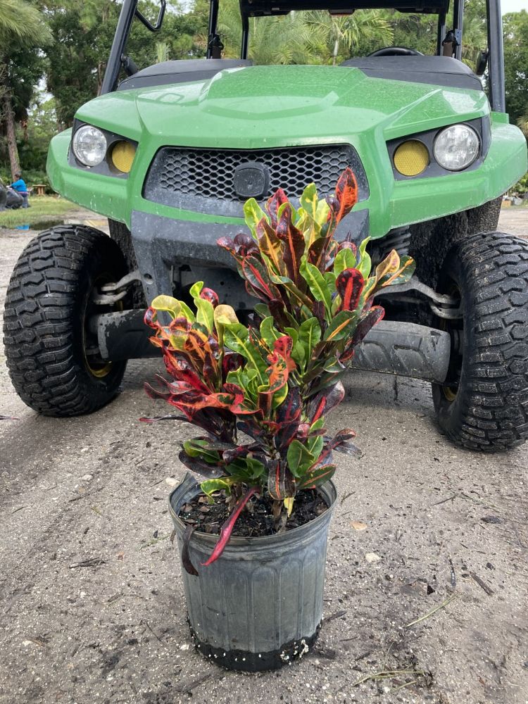 codiaeum-variegatum-mammey-croton