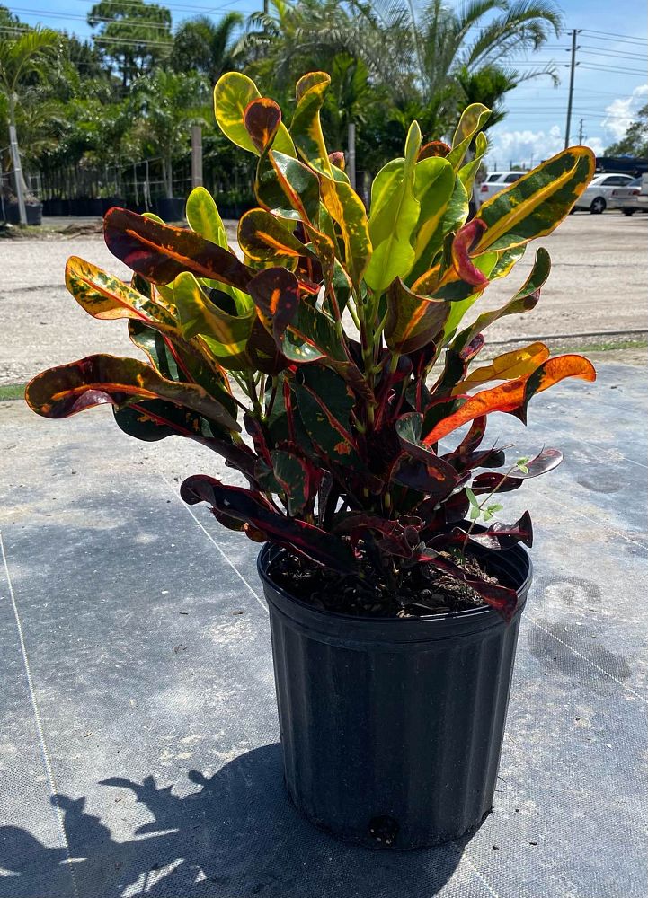 codiaeum-variegatum-mammey-croton