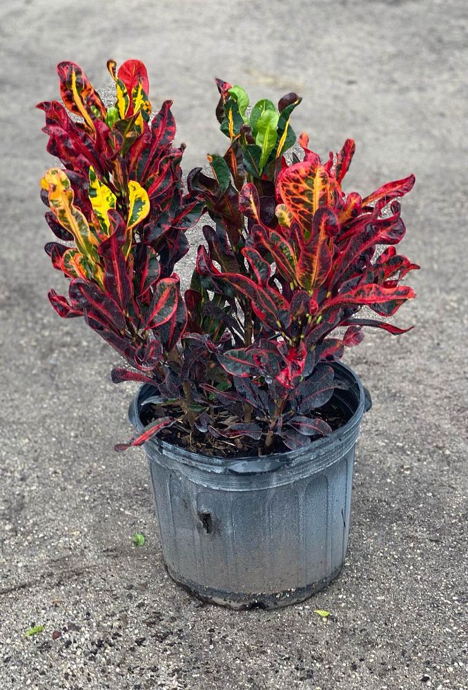 codiaeum-variegatum-mammey-croton
