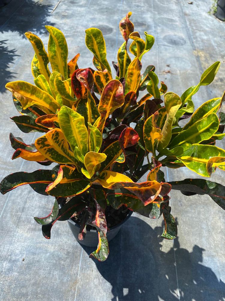 codiaeum-variegatum-mammey-croton