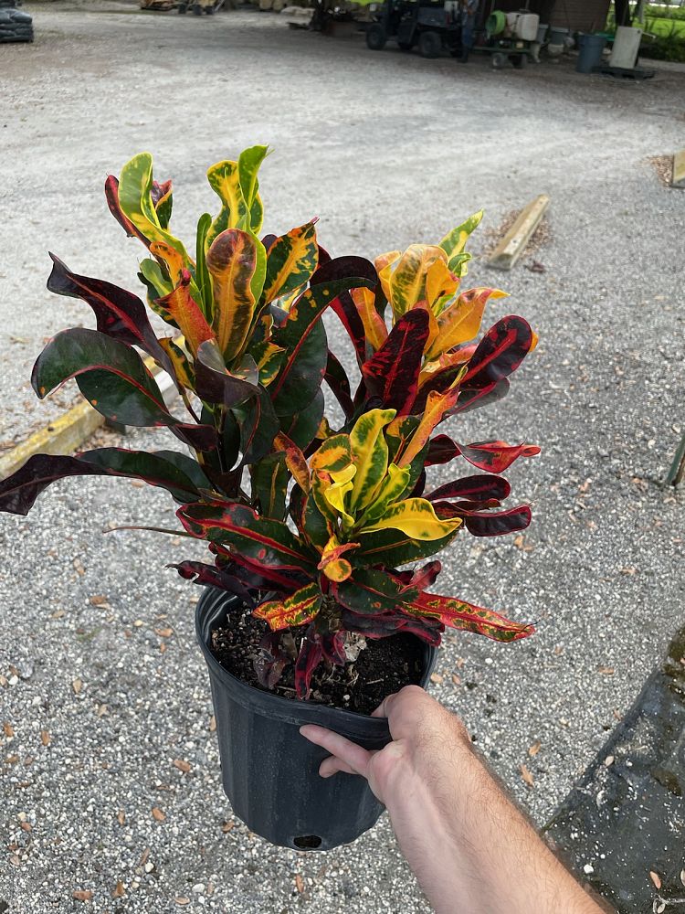 codiaeum-variegatum-mammey-croton