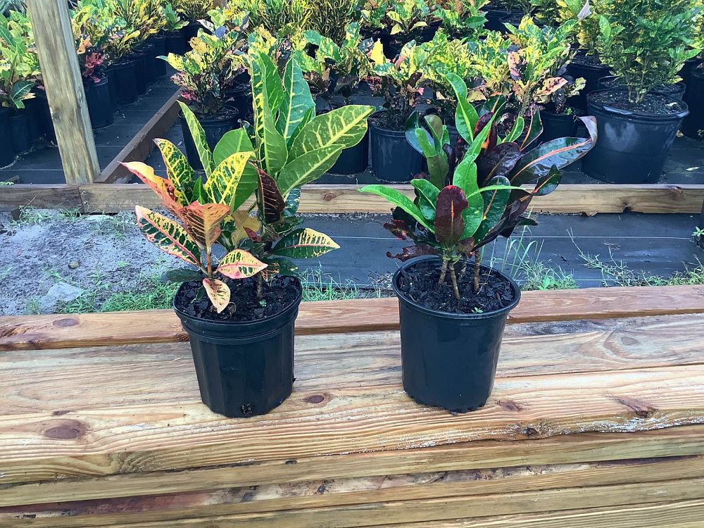 codiaeum-variegatum-mammey-croton