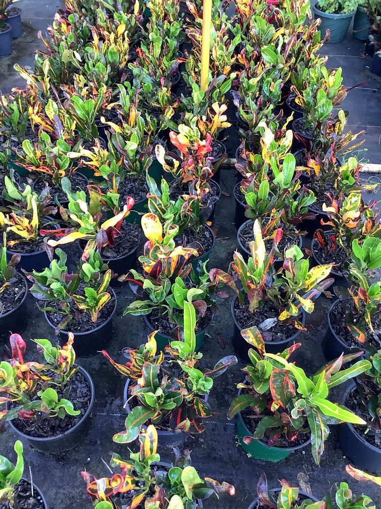 codiaeum-variegatum-mammey-croton