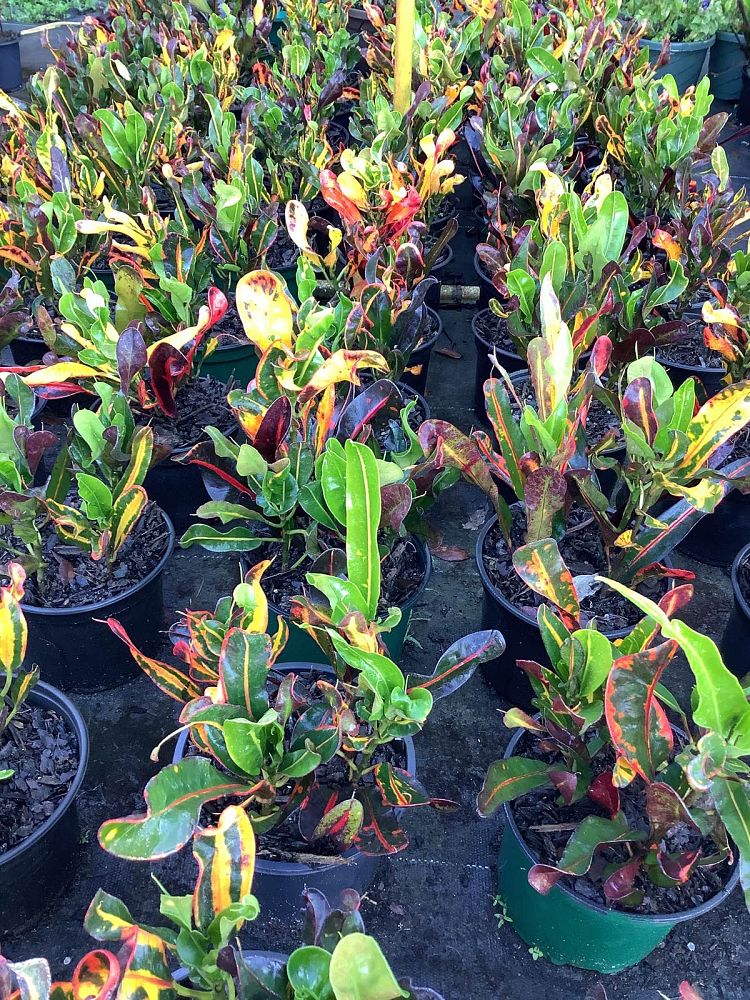 codiaeum-variegatum-mammey-croton