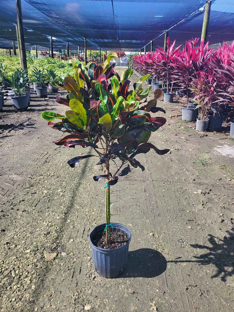 codiaeum-variegatum-mammey-croton