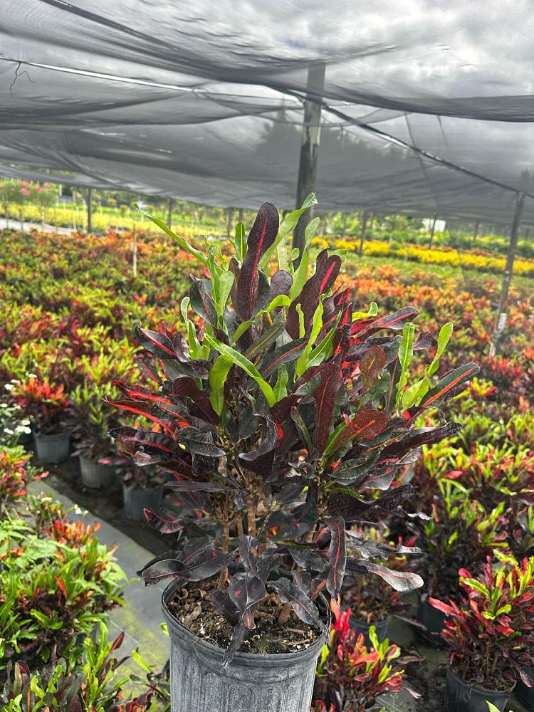 codiaeum-variegatum-mammey-croton