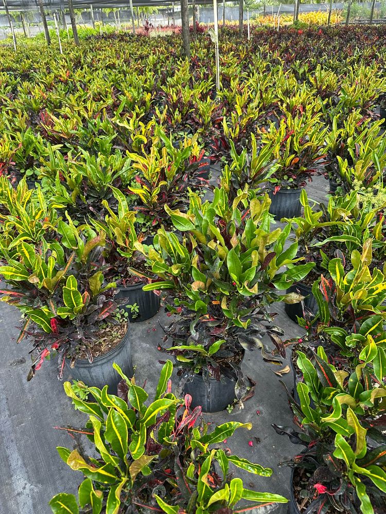 codiaeum-variegatum-mammey-croton