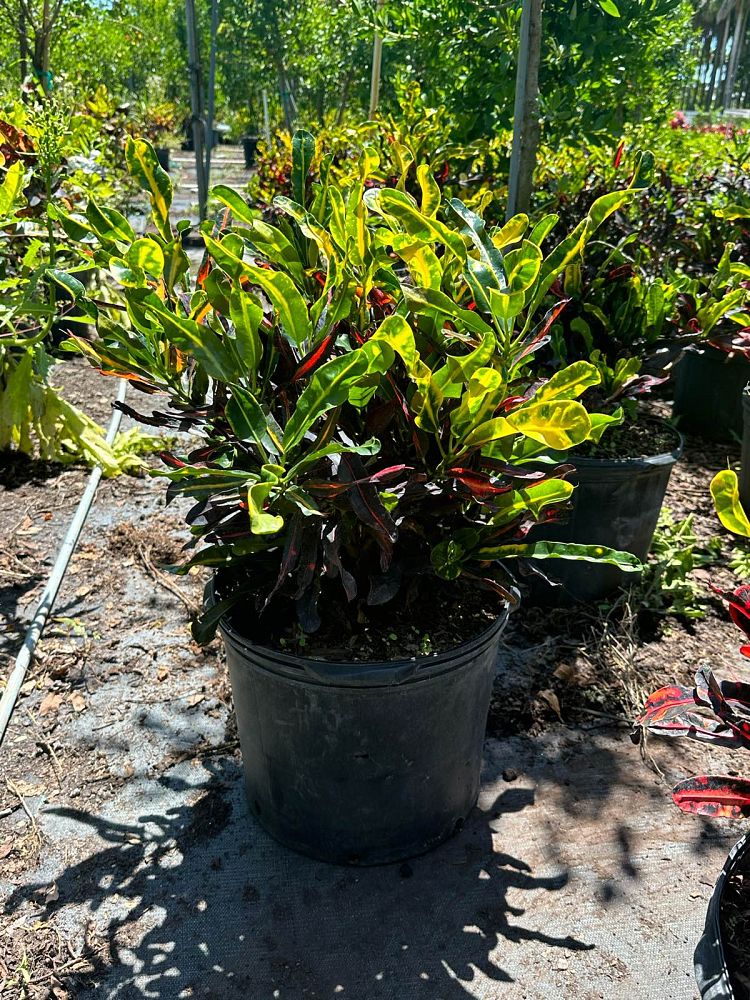 codiaeum-variegatum-mammey-croton