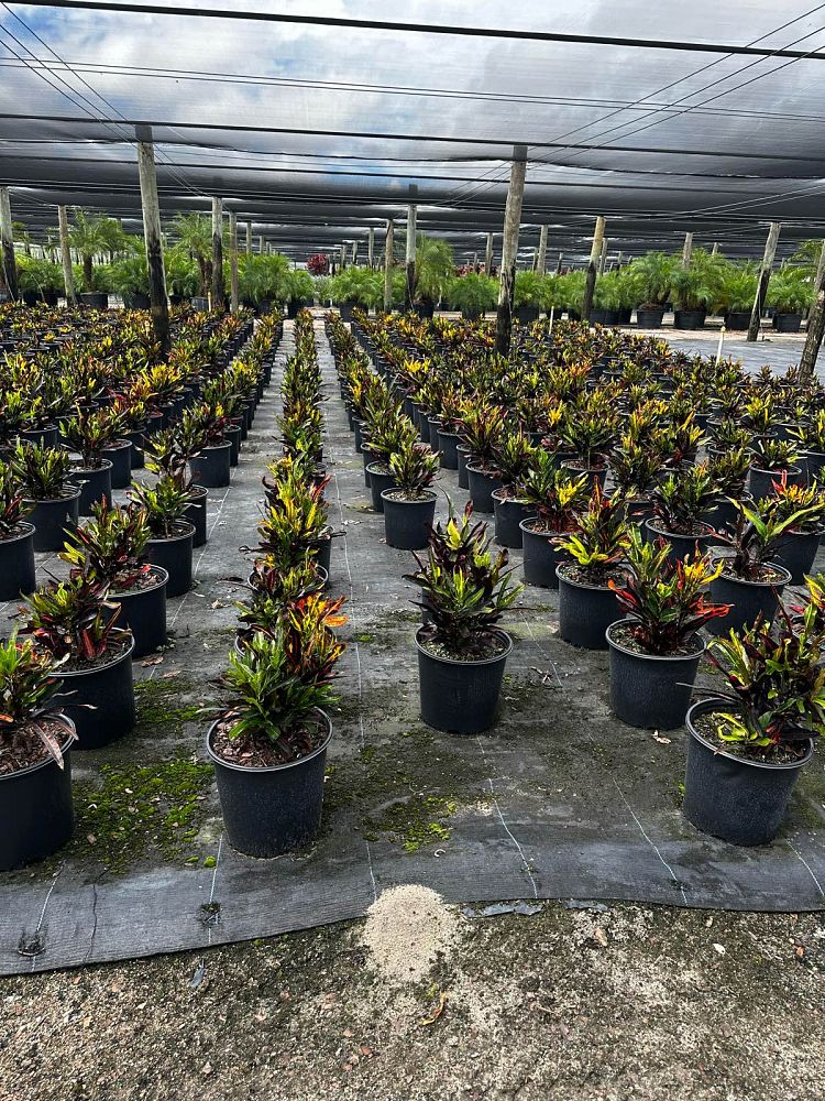 codiaeum-variegatum-mammey-croton