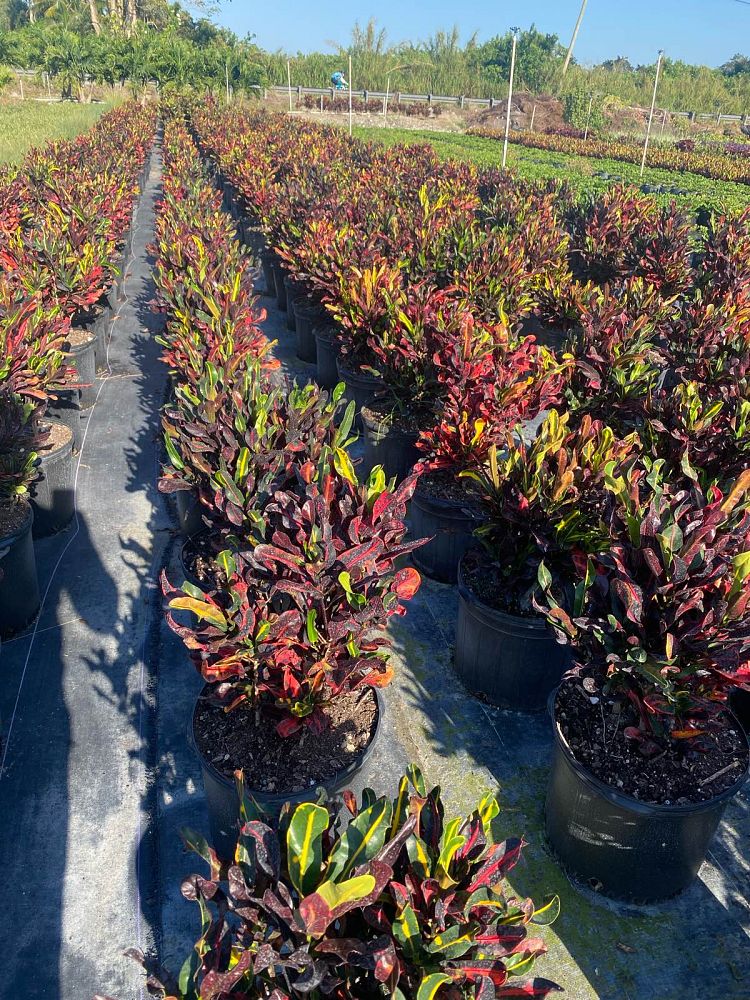 codiaeum-variegatum-mammey-croton