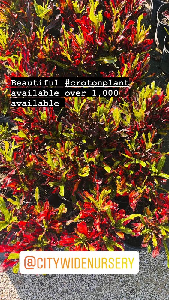 codiaeum-variegatum-mammey-croton