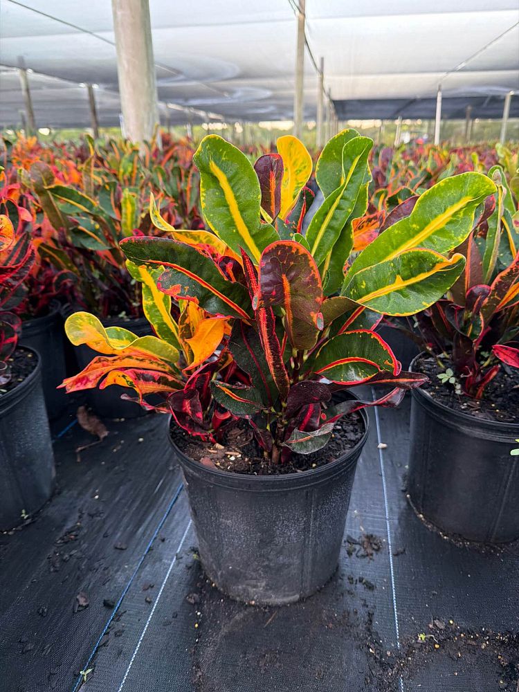codiaeum-variegatum-mammey-croton