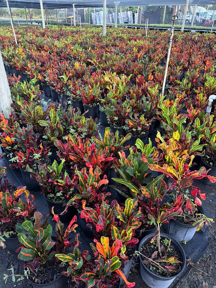 codiaeum-variegatum-mammey-croton